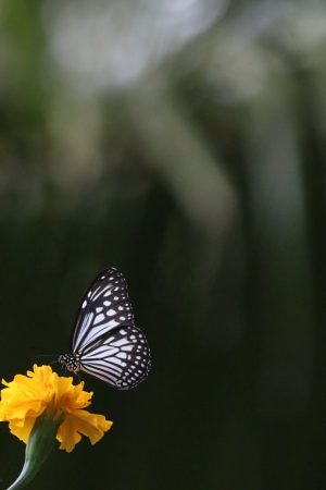 Royal Gate Holiday Sri Lanka (1)