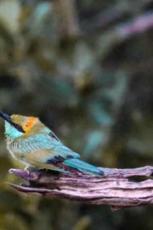 Royal Gate Holiday Sri Lanka (15)