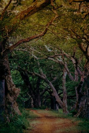 Royal Gate Holiday Sri Lanka (17)