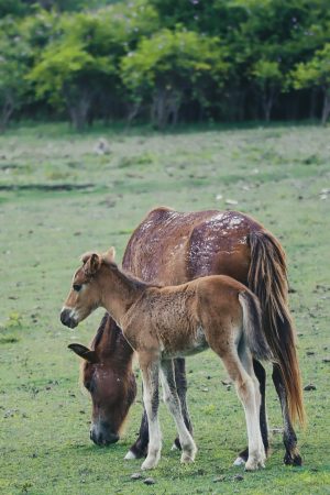 Royal Gate Holiday Sri Lanka (19)