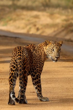 Royal Gate Holiday Sri Lanka (2)