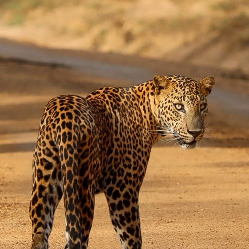 Royal Gate Holiday Sri Lanka (2)