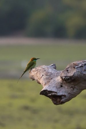 Royal Gate Holiday Sri Lanka (21)