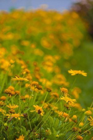 Royal Gate Holiday Sri Lanka (5)