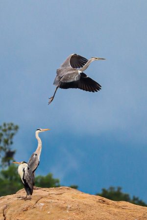 Royal Gate Holiday Sri Lanka (7)